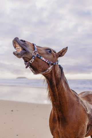 Leather Halter by TRVST Design